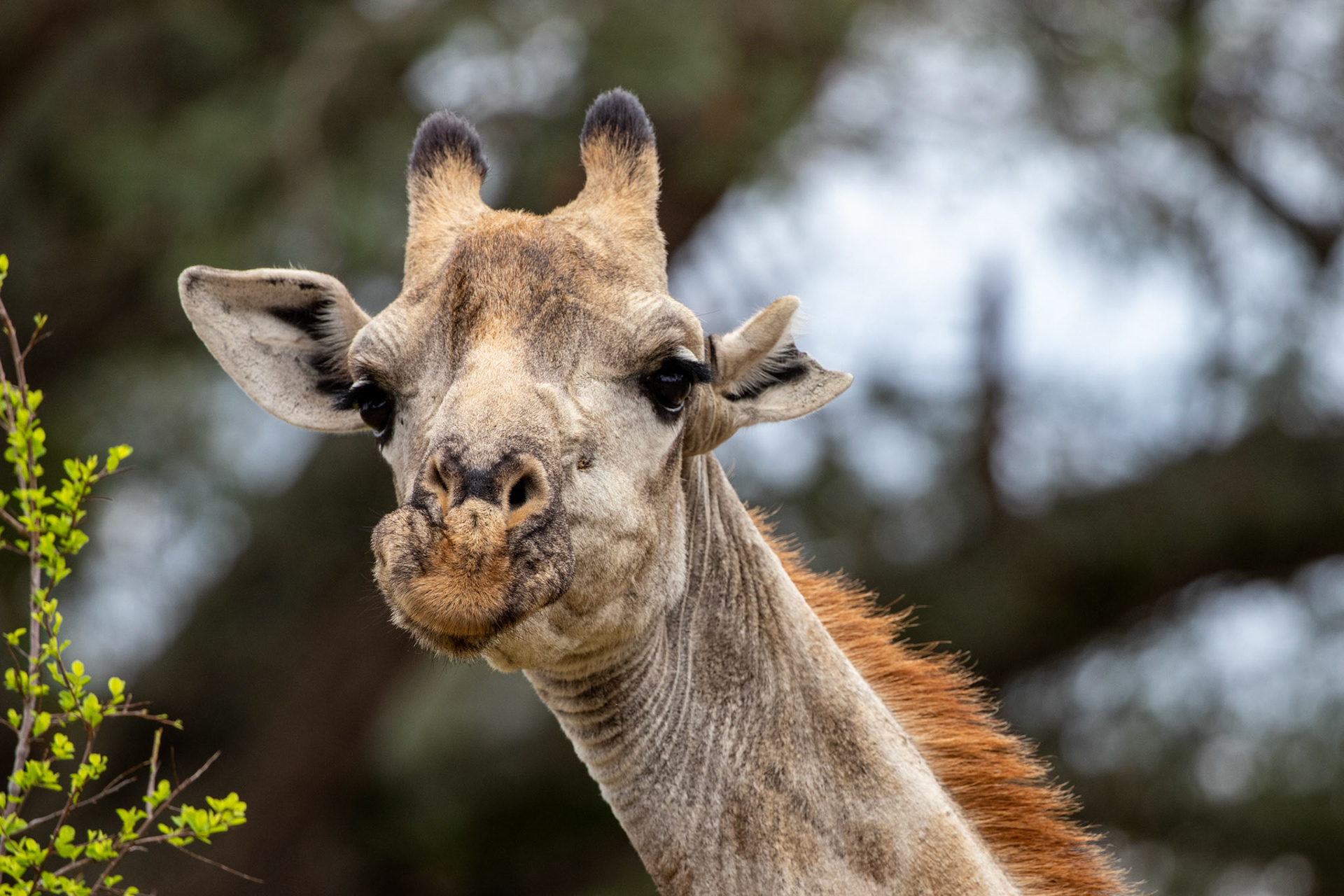 Giraffe