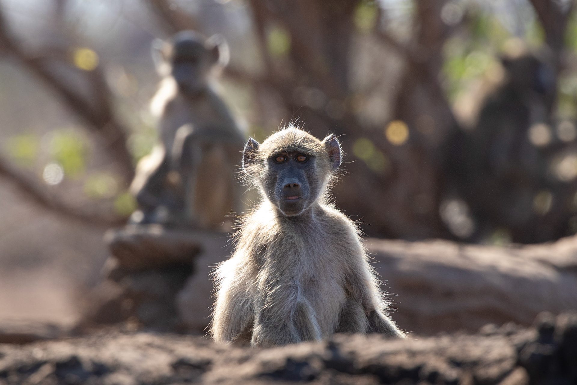 Baboon