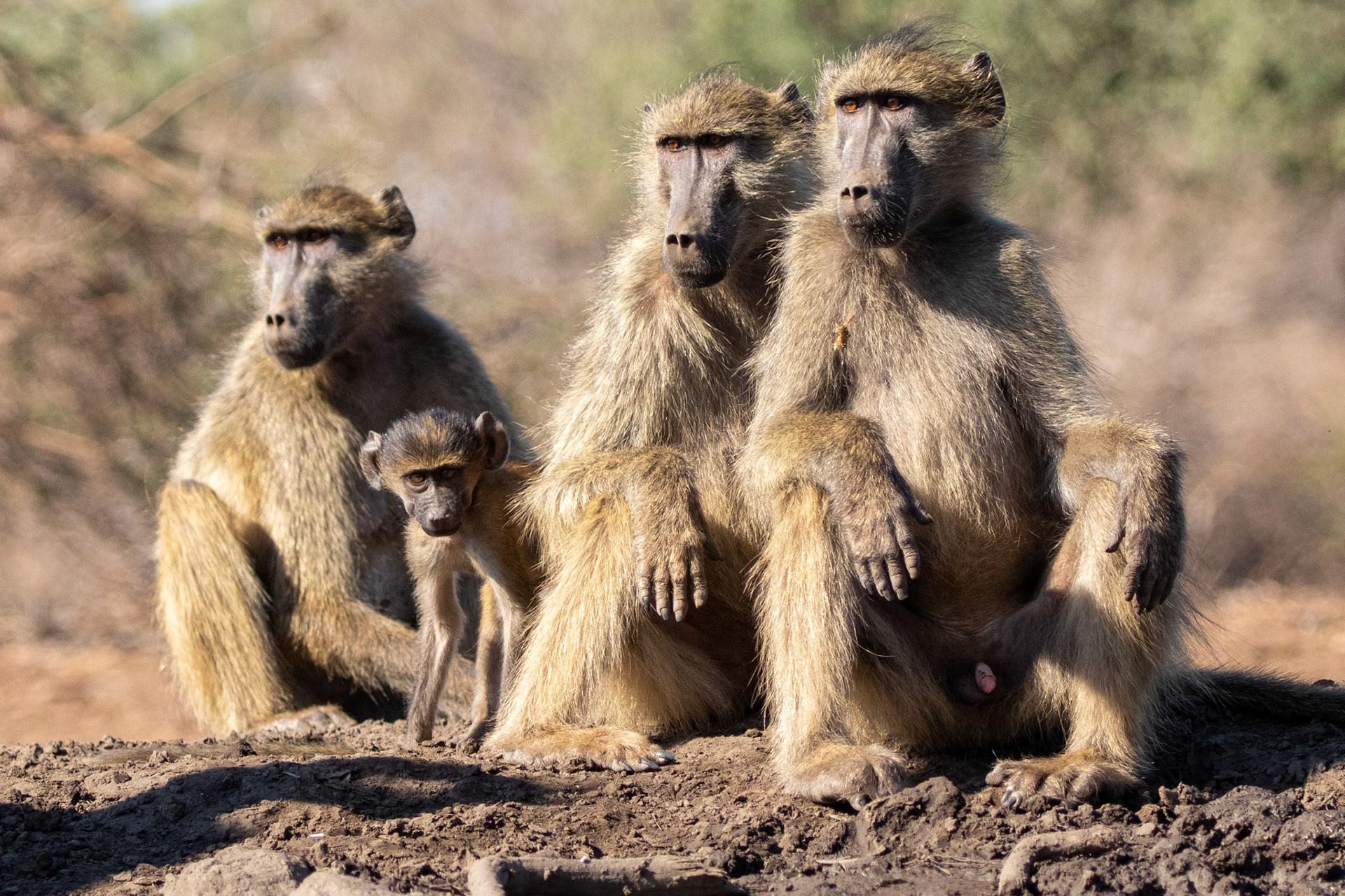 Baboon