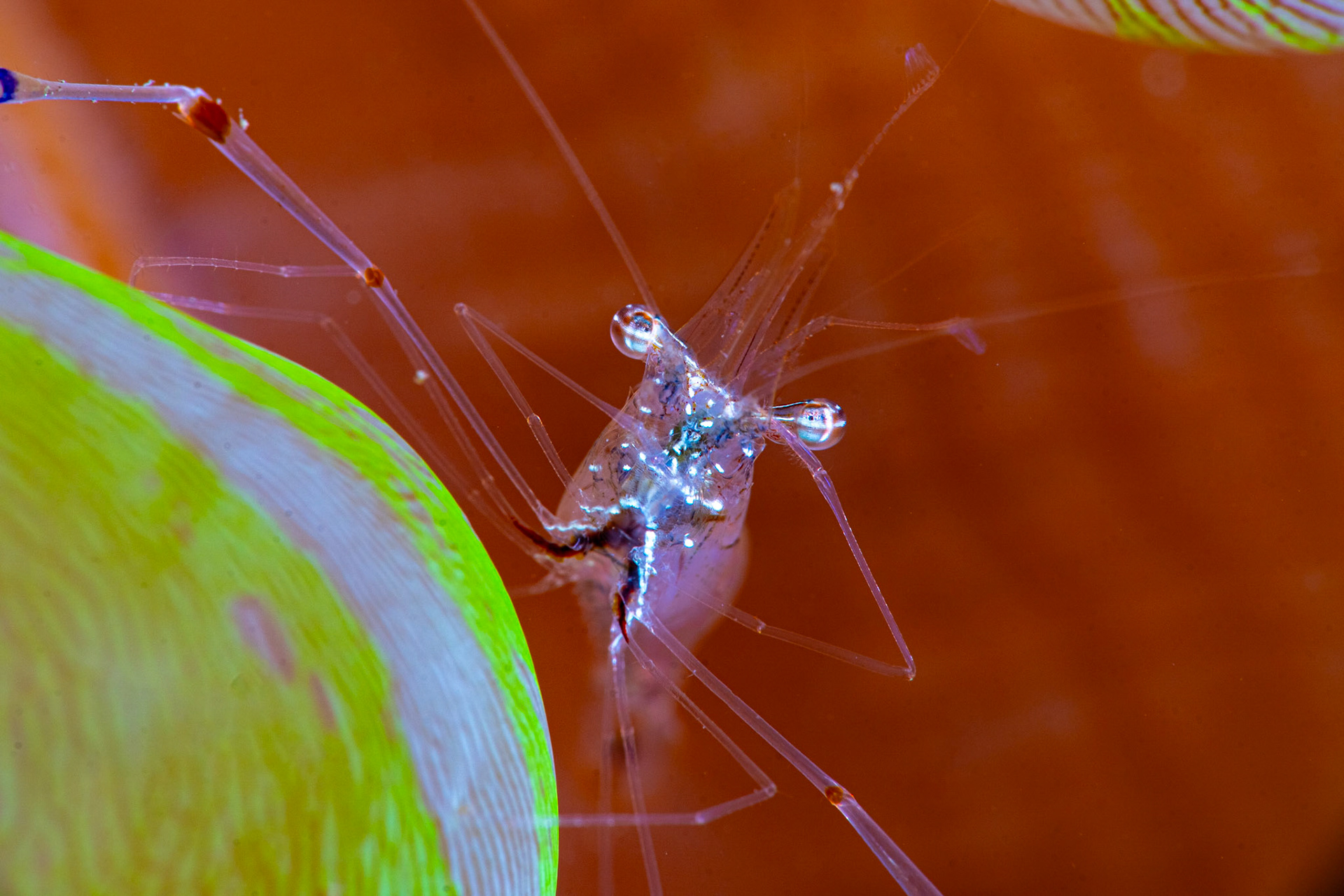 Anemone Shrimp