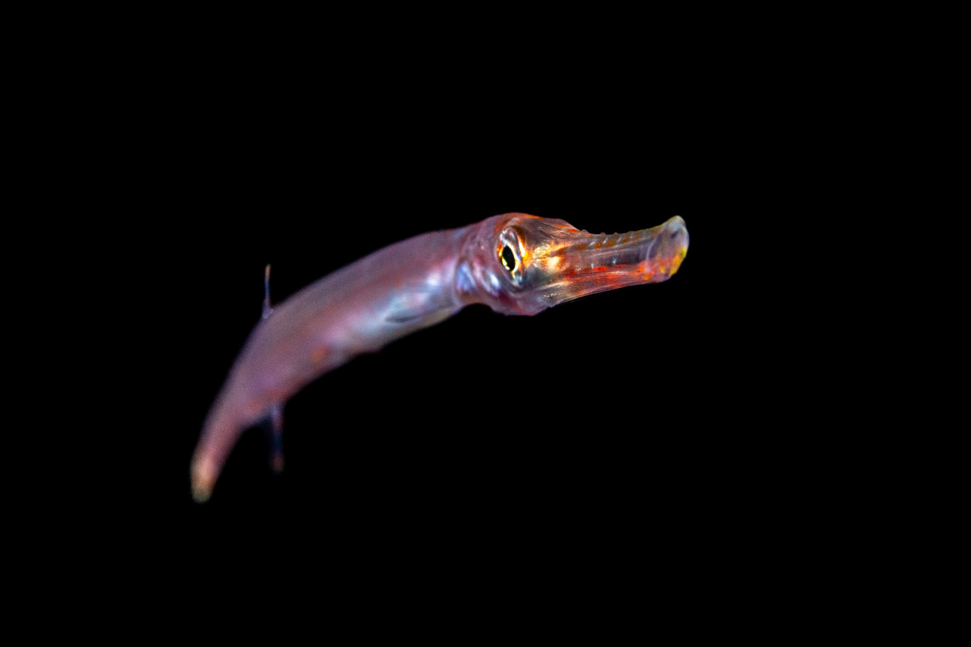 Juvenile Treumpetfish on Blackwater Dive