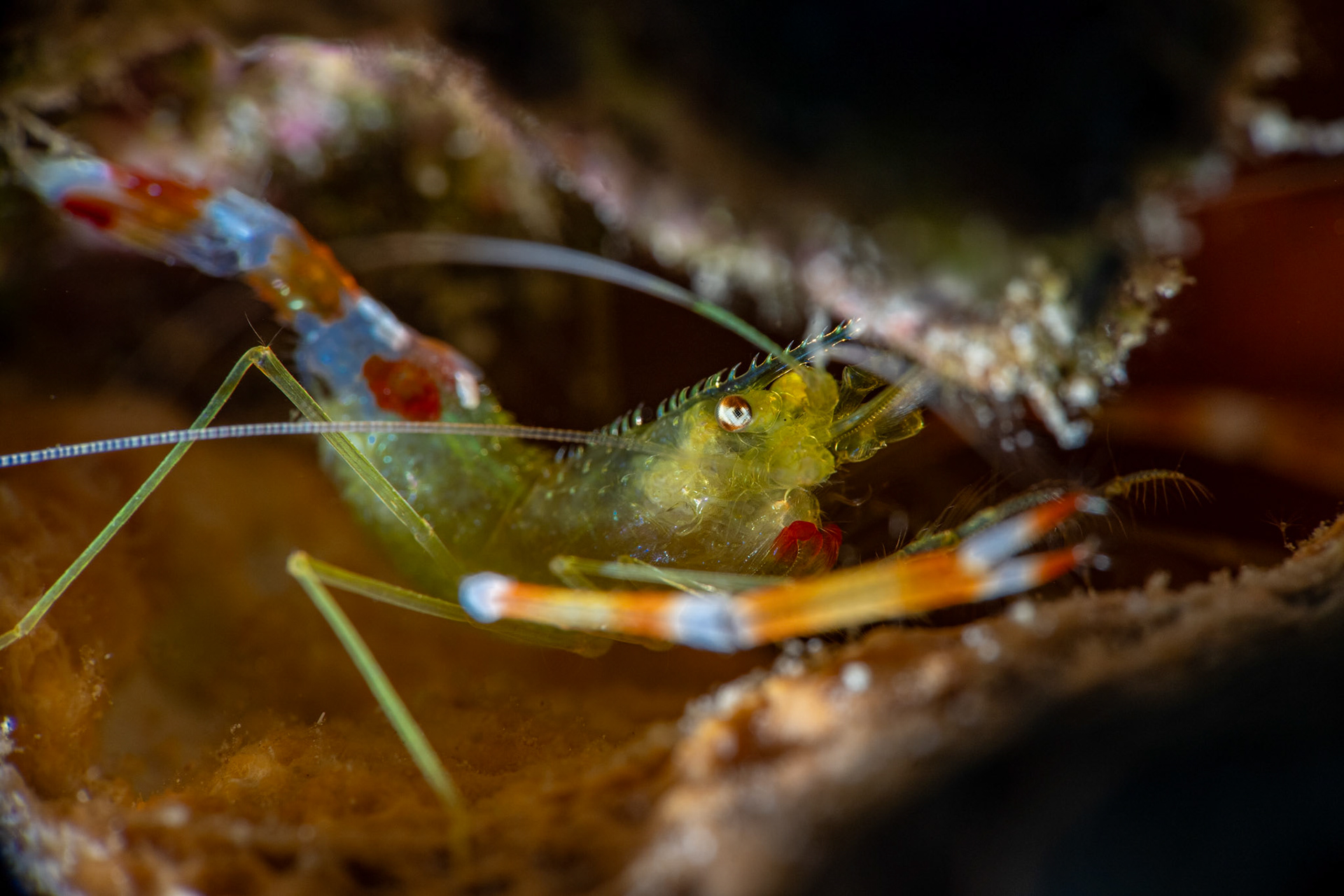 Yellow banded shrimp
