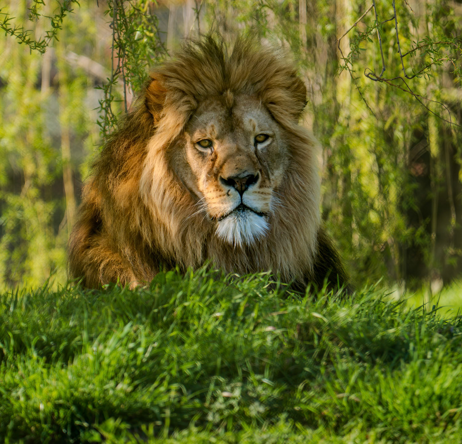 Photographer - Deeanna Sibley at Howletts Wildlife Park