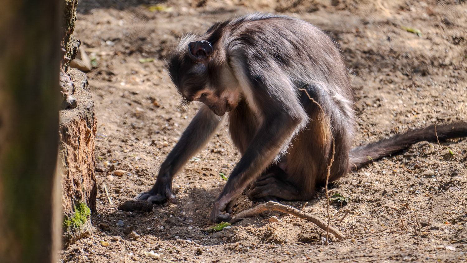 The White Naped Mangabey. (Cercocebus atys lunulatus)