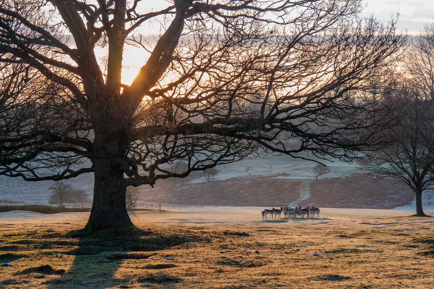 The Fallow Deer (Dama) is a species native to Europe but has been introduced globally. It is characterized by its unique coat, which changes with seasons, ranging from spotted in summer to a darker hue in winter.