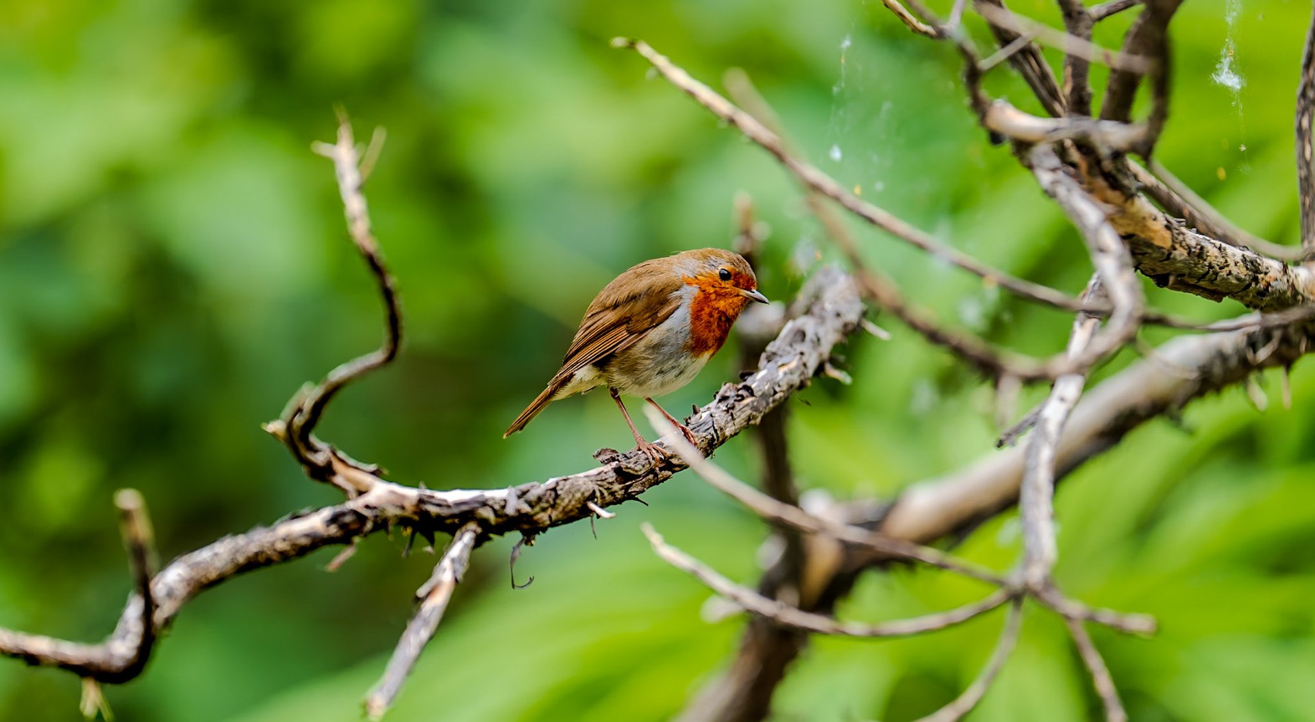 The European Robin (Erithacus rubecula) is a small, insectivorous bird famous for its bright orange-red breast and face, olive-brown upper parts, and melodious song. Commonly found in gardens, parks, and woodlands across Europe, it is a symbol of cheer and resilience, often associated with winter and featured in folklore, literature, and festive imagery.