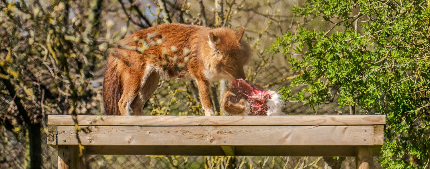 The Dhole, also known as the Asiatic Wild Dog, is a highly social and adaptable carnivore native to Central, South, and Southeast Asia..