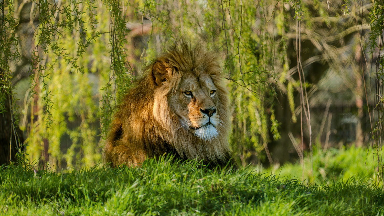 The African Lion (Panthera leo) is a majestic and powerful predator native to the savannas and grasslands of Africa.