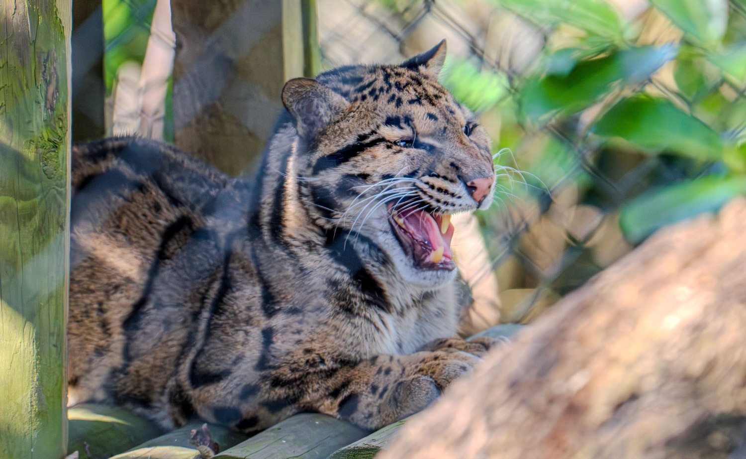 Photographer - Deeanna Sibley at Howletts Wildlife Park