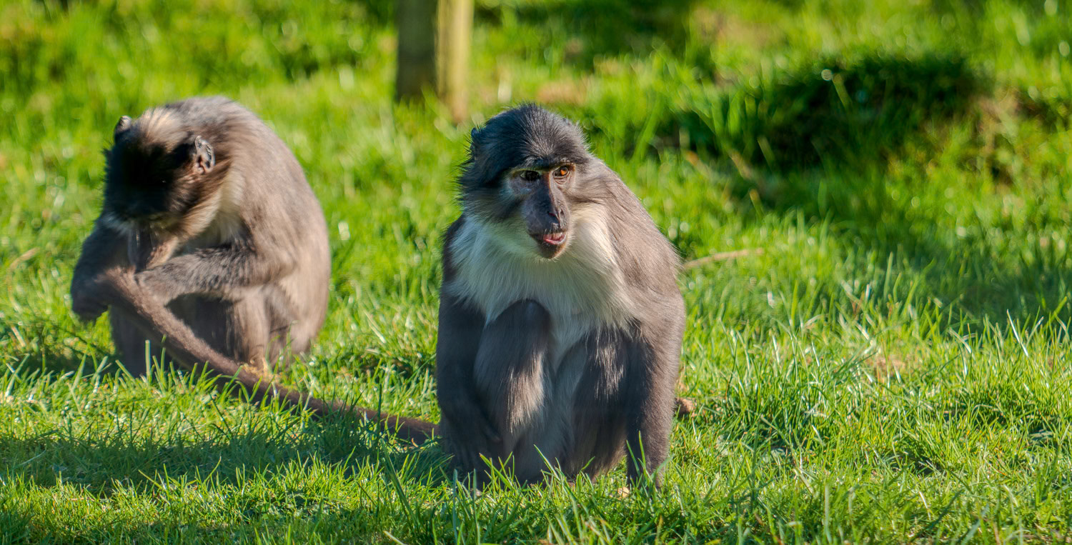 Howletts Wildlife Park