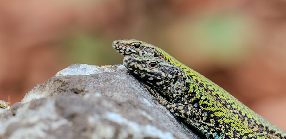 The European wall lizard (Podarcis muralis)