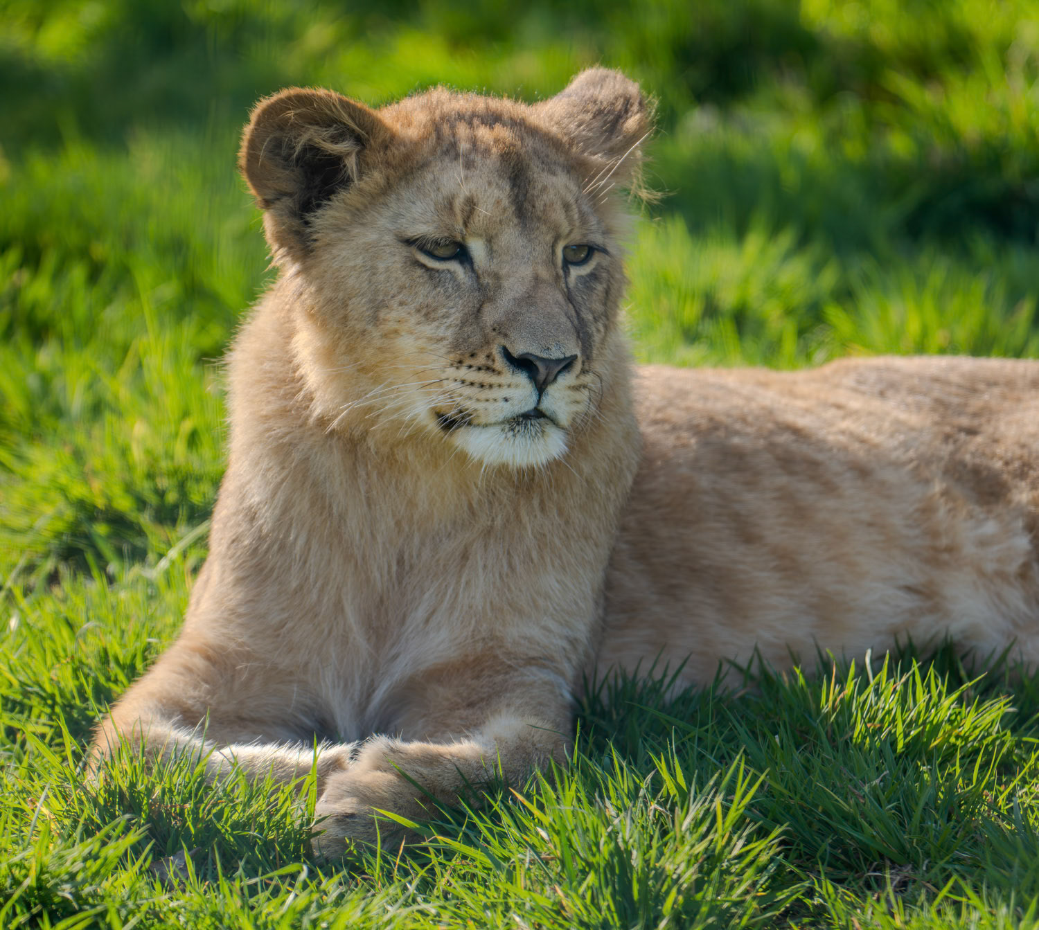 Photographer - Deeanna Sibley - African Lion Cub (Panthera leo)