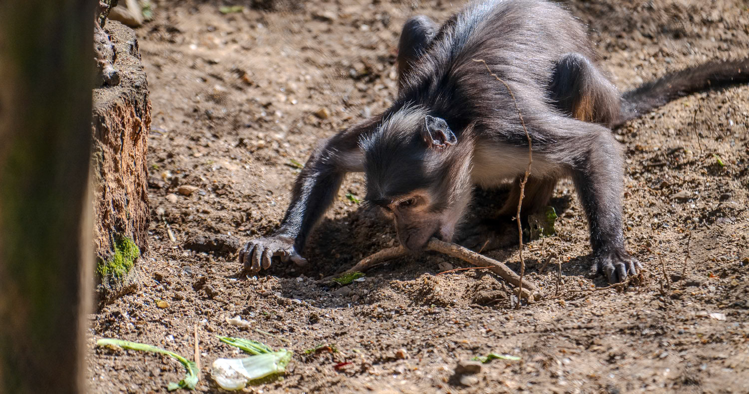 The White Naped Mangabey. (Cercocebus atys lunulatus)
