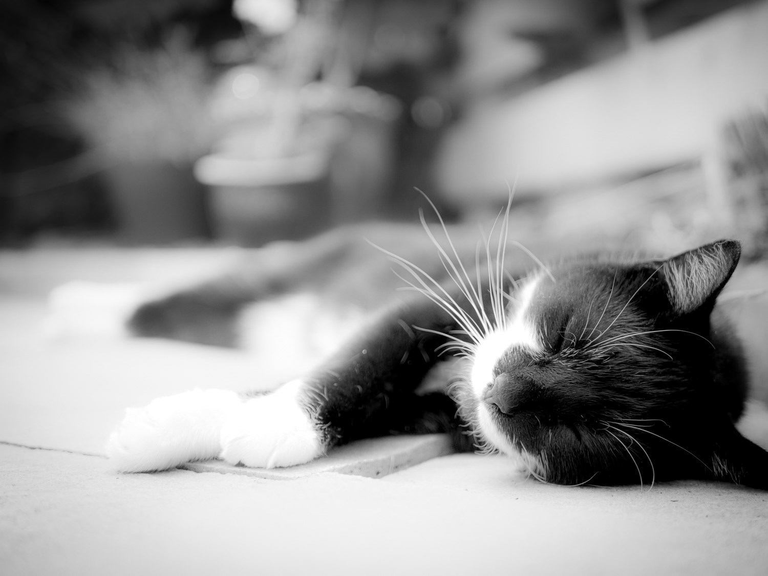 My cat - feeling the heat!