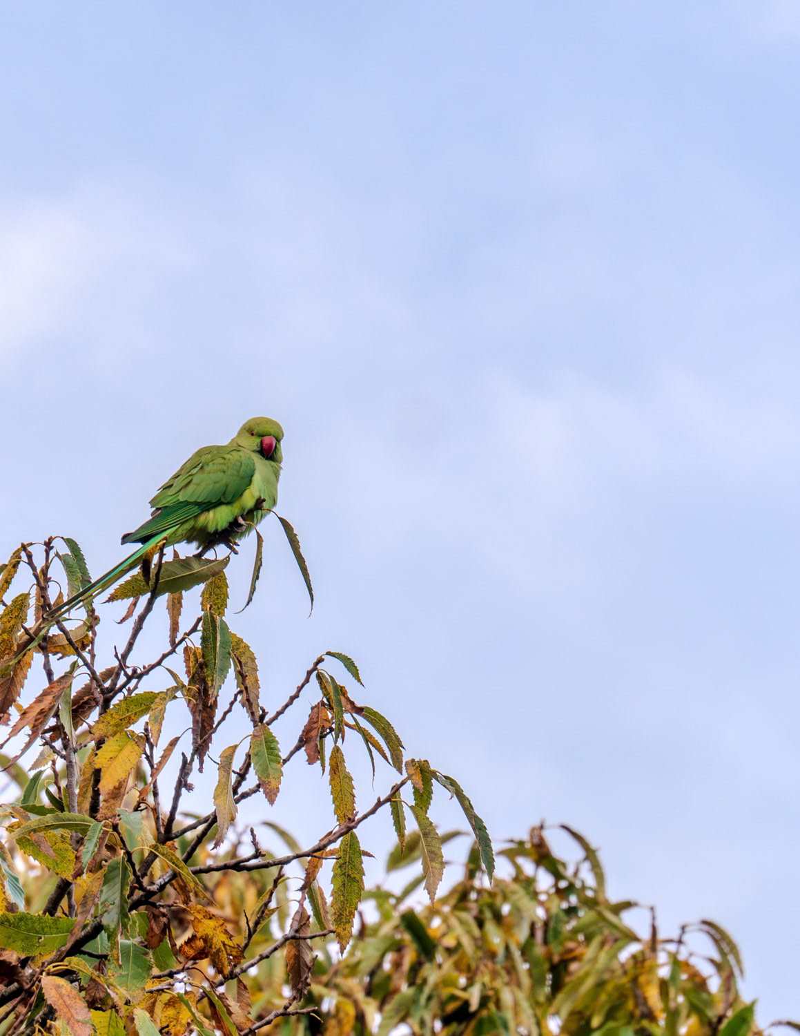 The Rose-ringed parakeet, also known as the Ring-necked parakeet, is a vibrant green bird native to Africa and South Asia.