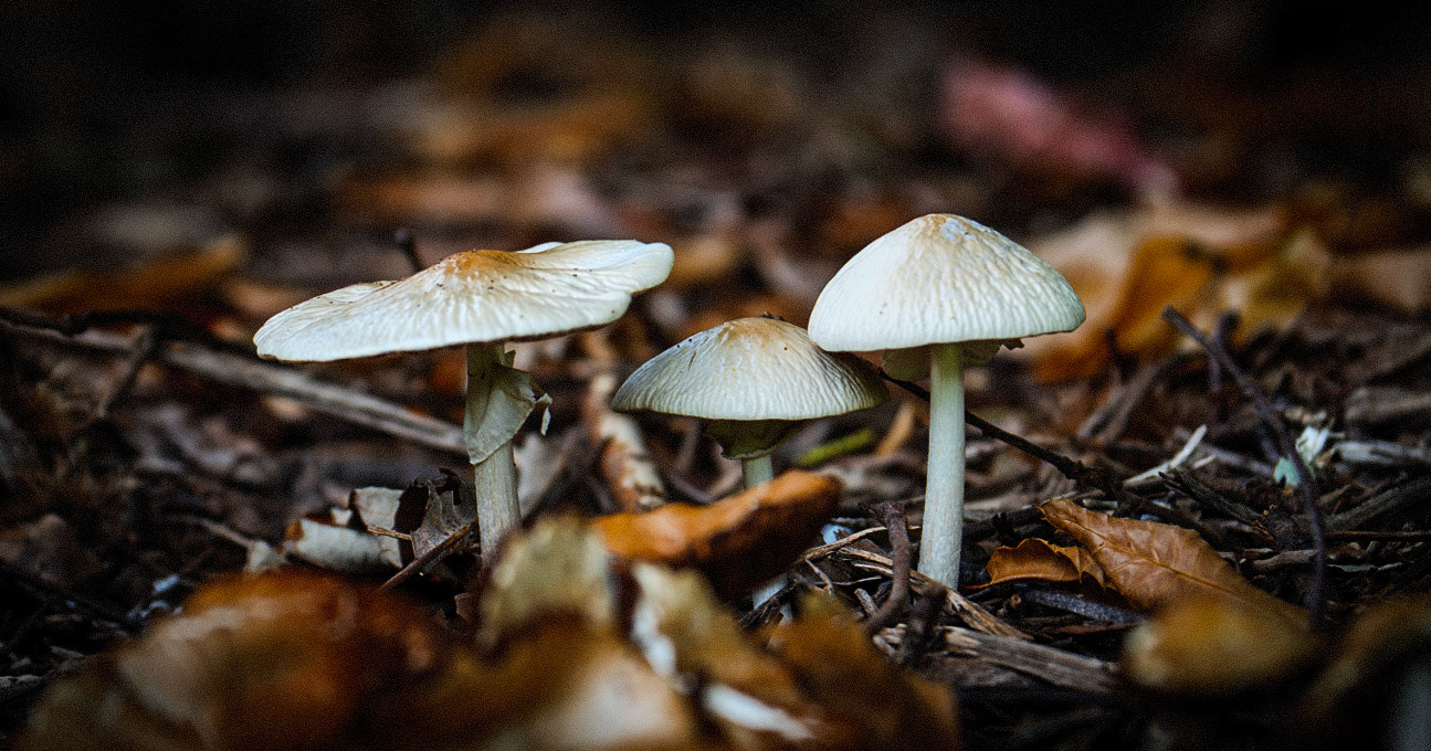 Autumn Mushrooms Beneath the Forest Canopy