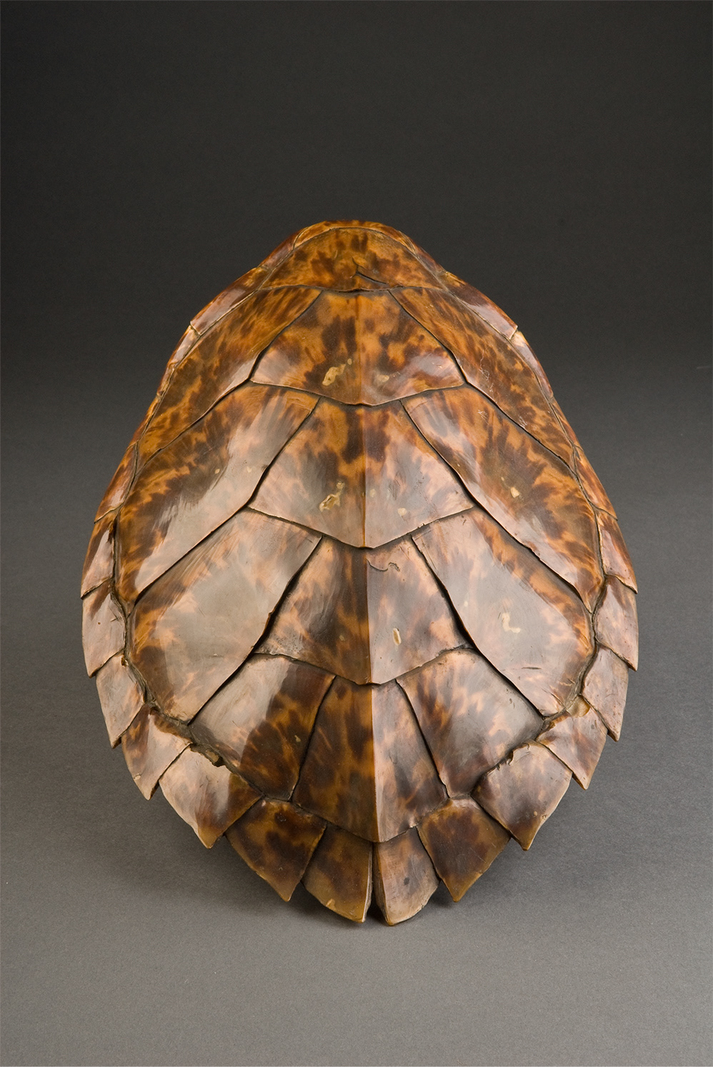 Tortoise Shell Wall Pocket - Ryers Museum and Library