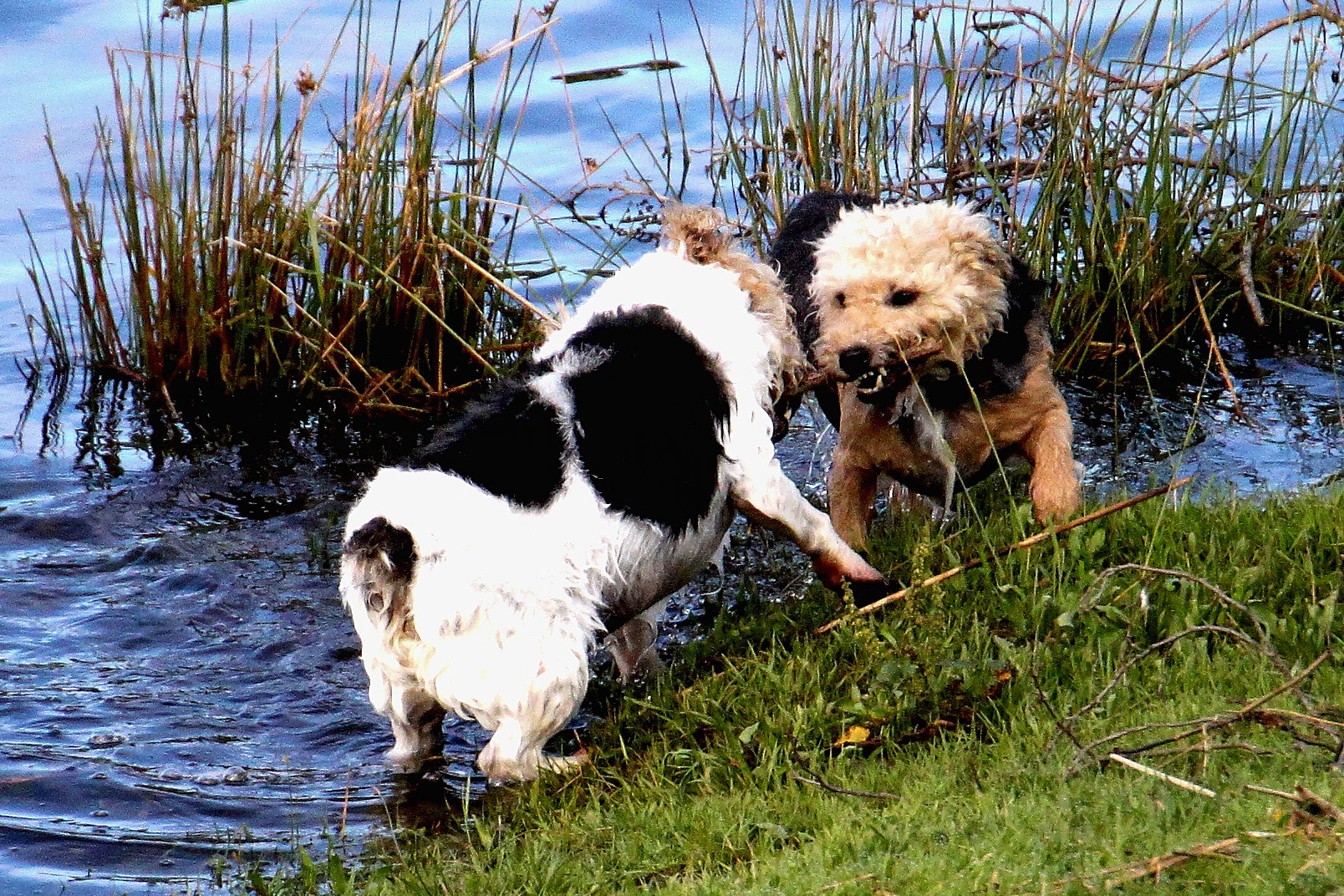 Gizmo and Leo I'll fight you for it.