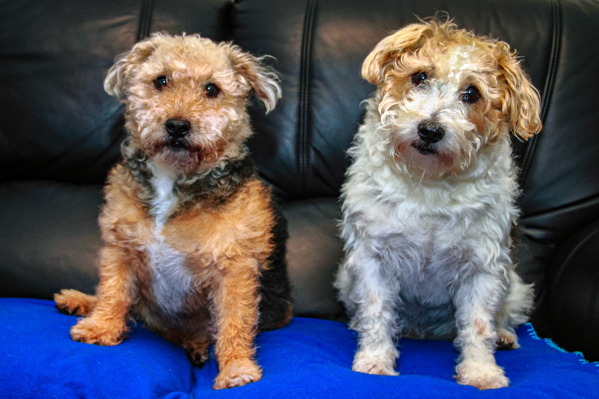 Leo and Gizmo