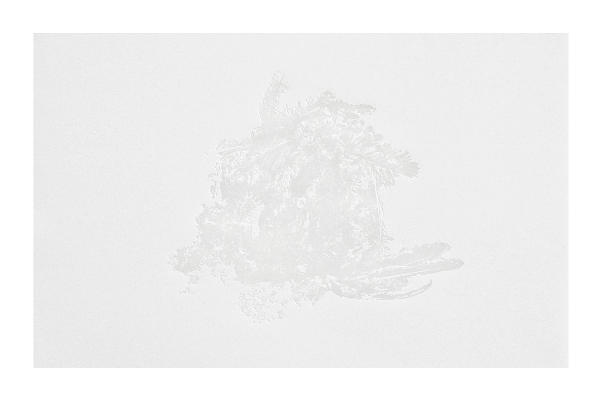 Untitled, embossed print on paper, 32x22", 2014
