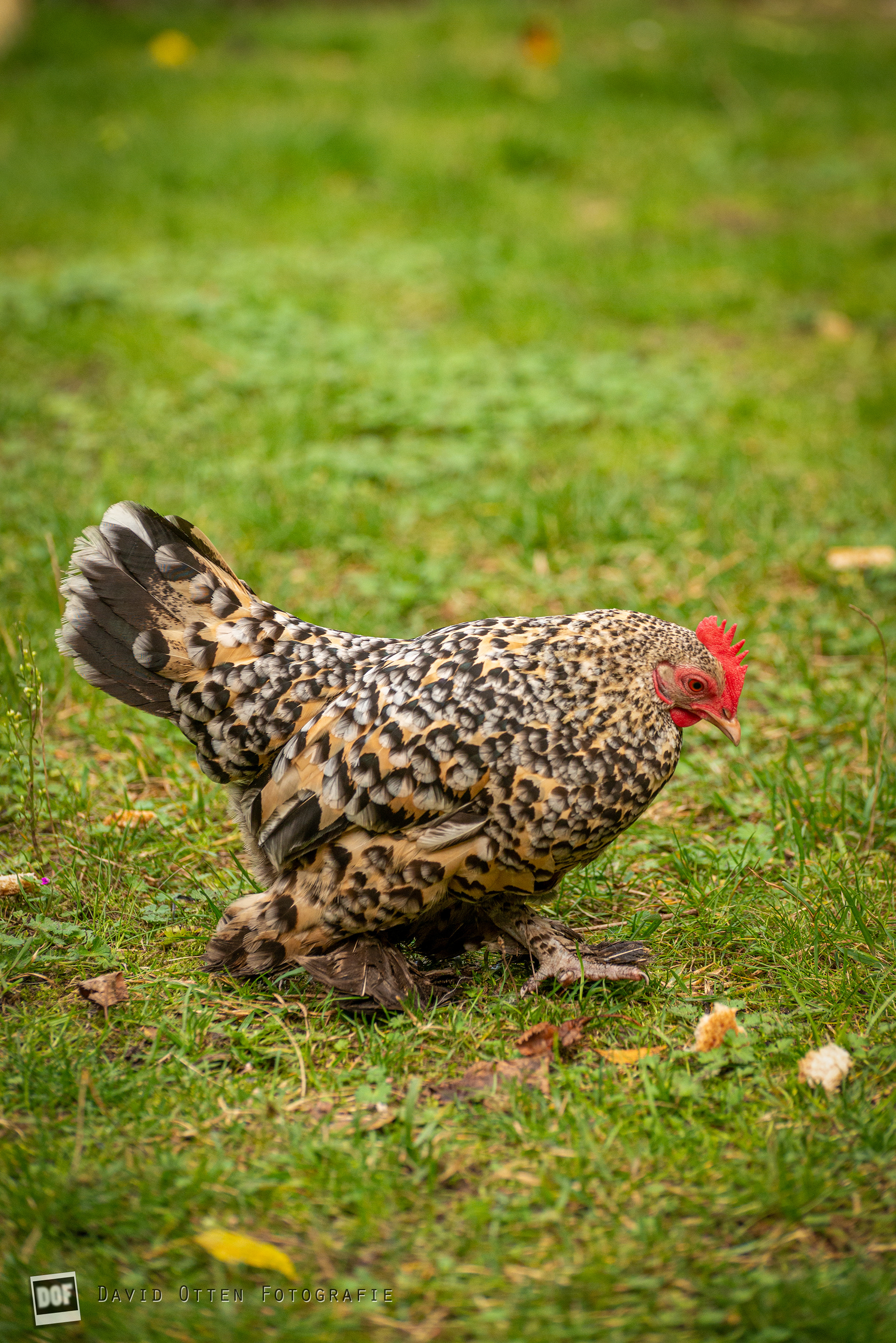 Herfstvakantie Huisdierenjacht