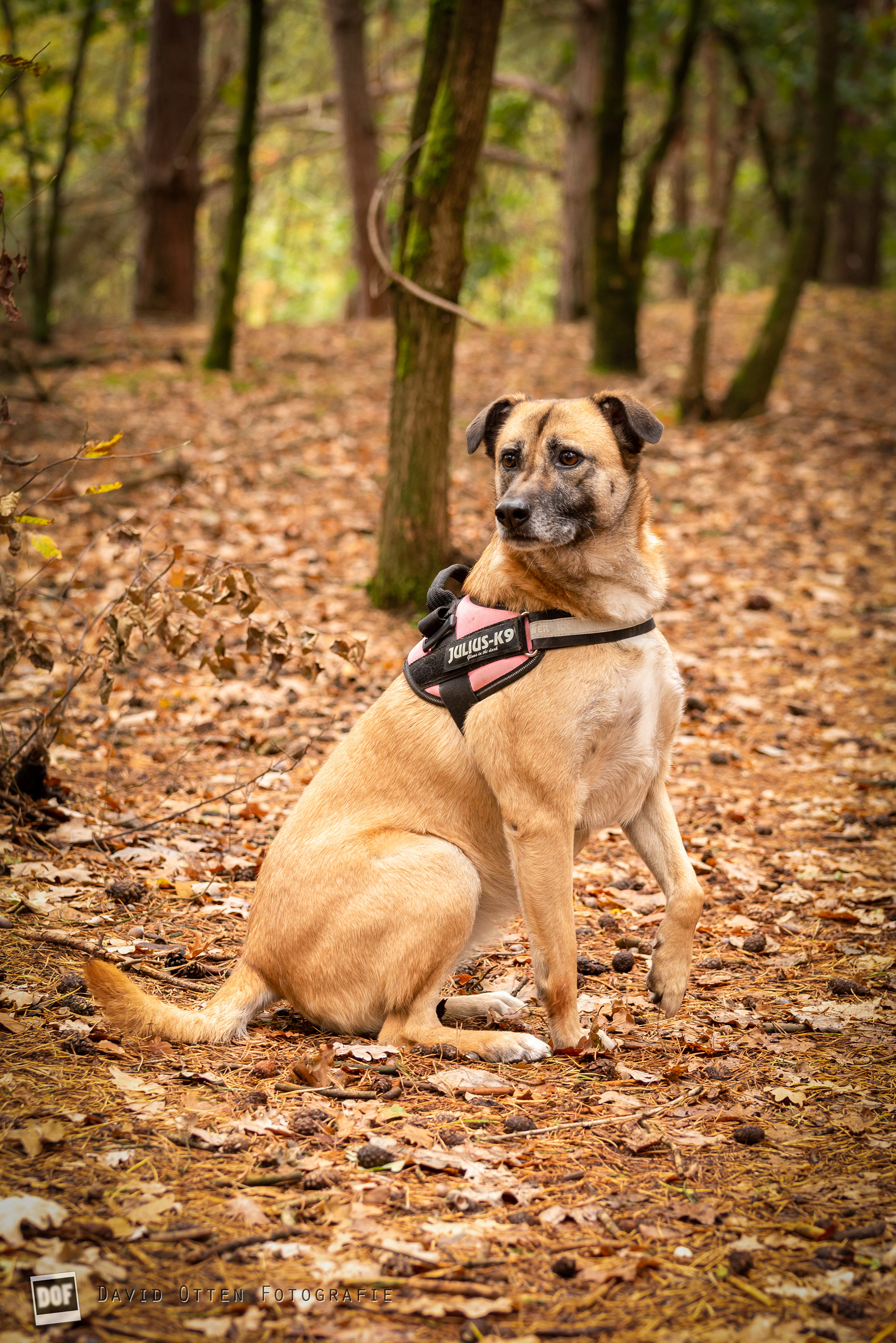 Herfstvakantie Huisdierenjacht