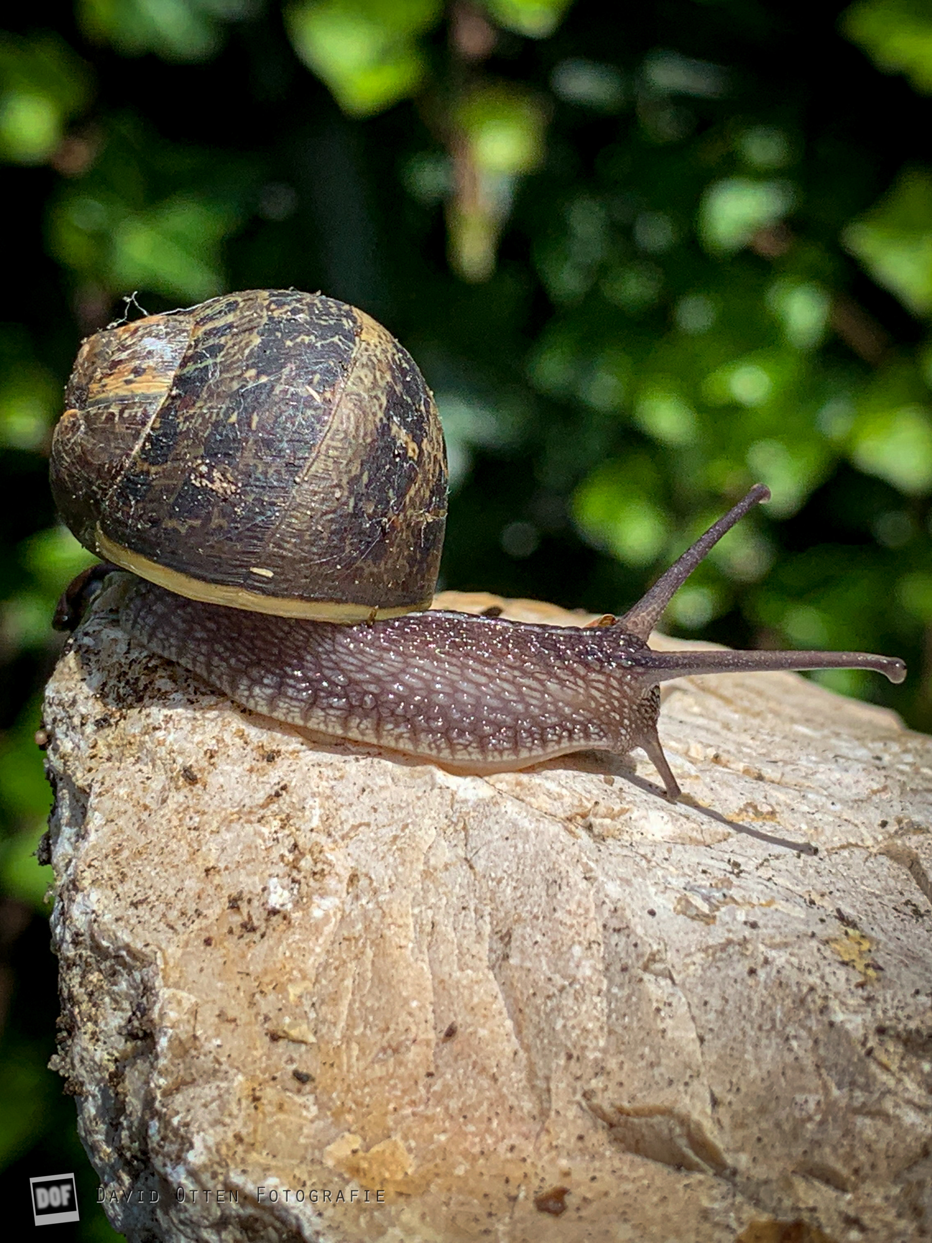 Herfstvakantie Huisdierenjacht