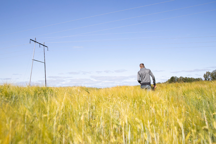 Grain harvest prospects, Kaleva