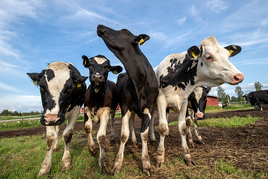 Dairy farm cows, Kaleva