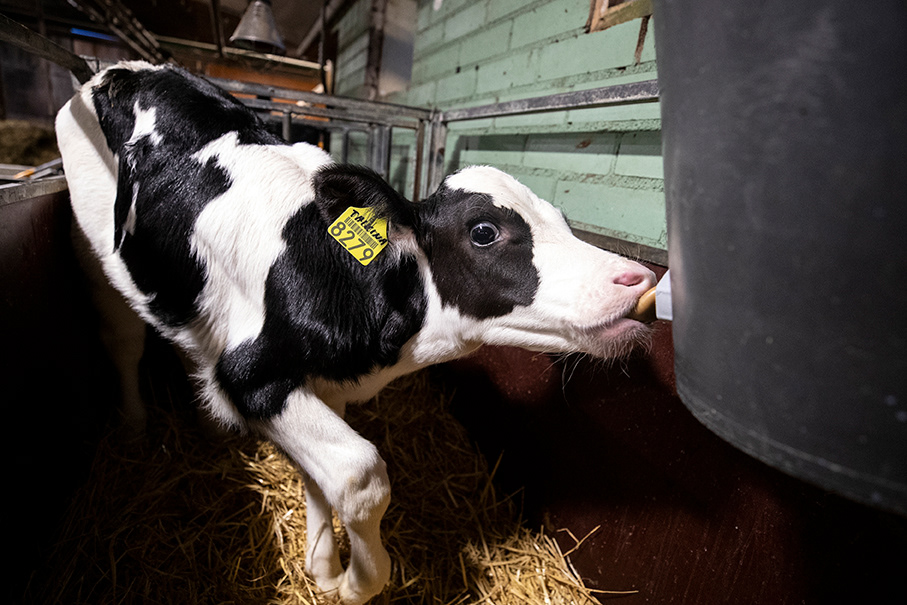 Dairy farm cows, Kaleva