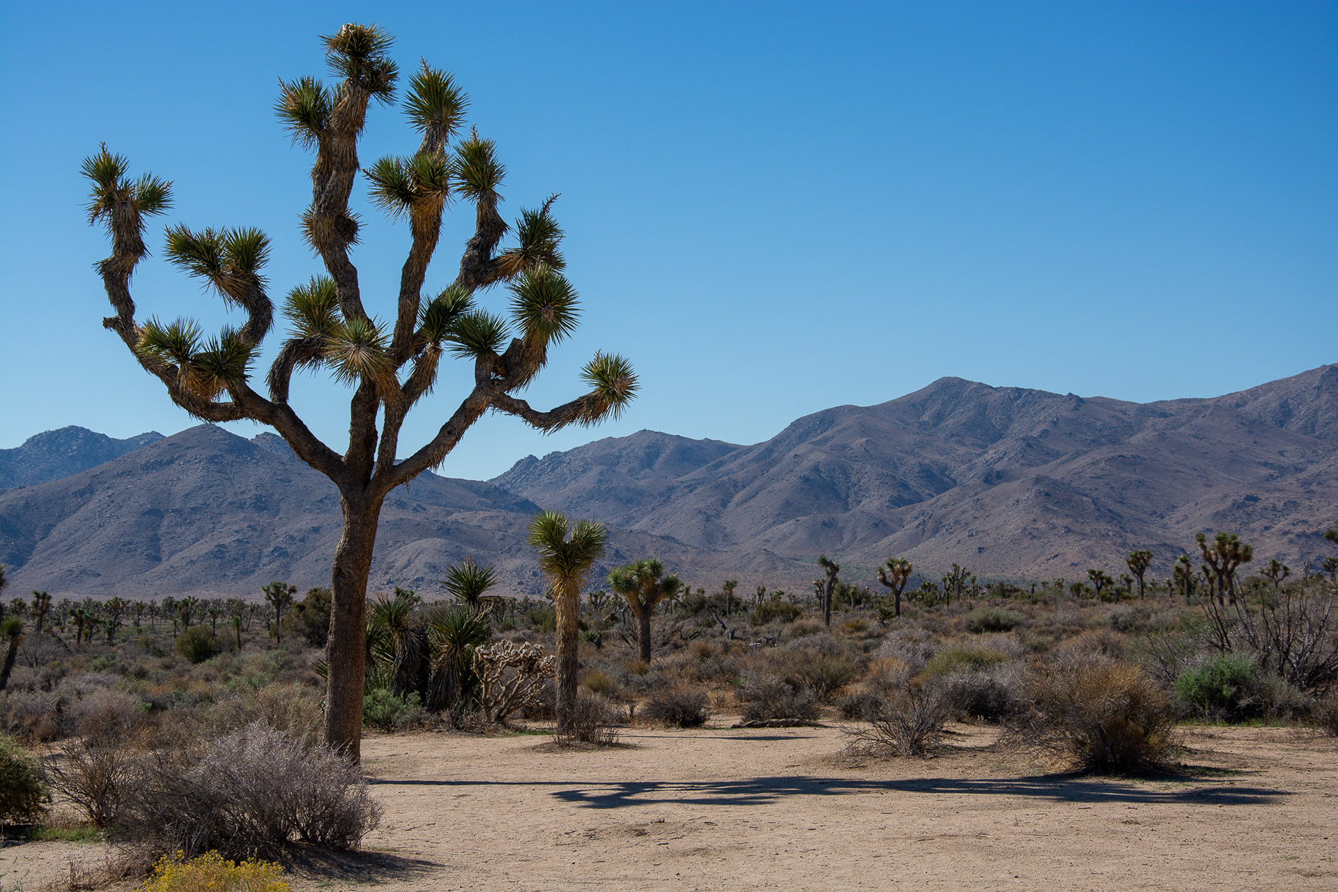 Joshua Tree NP
