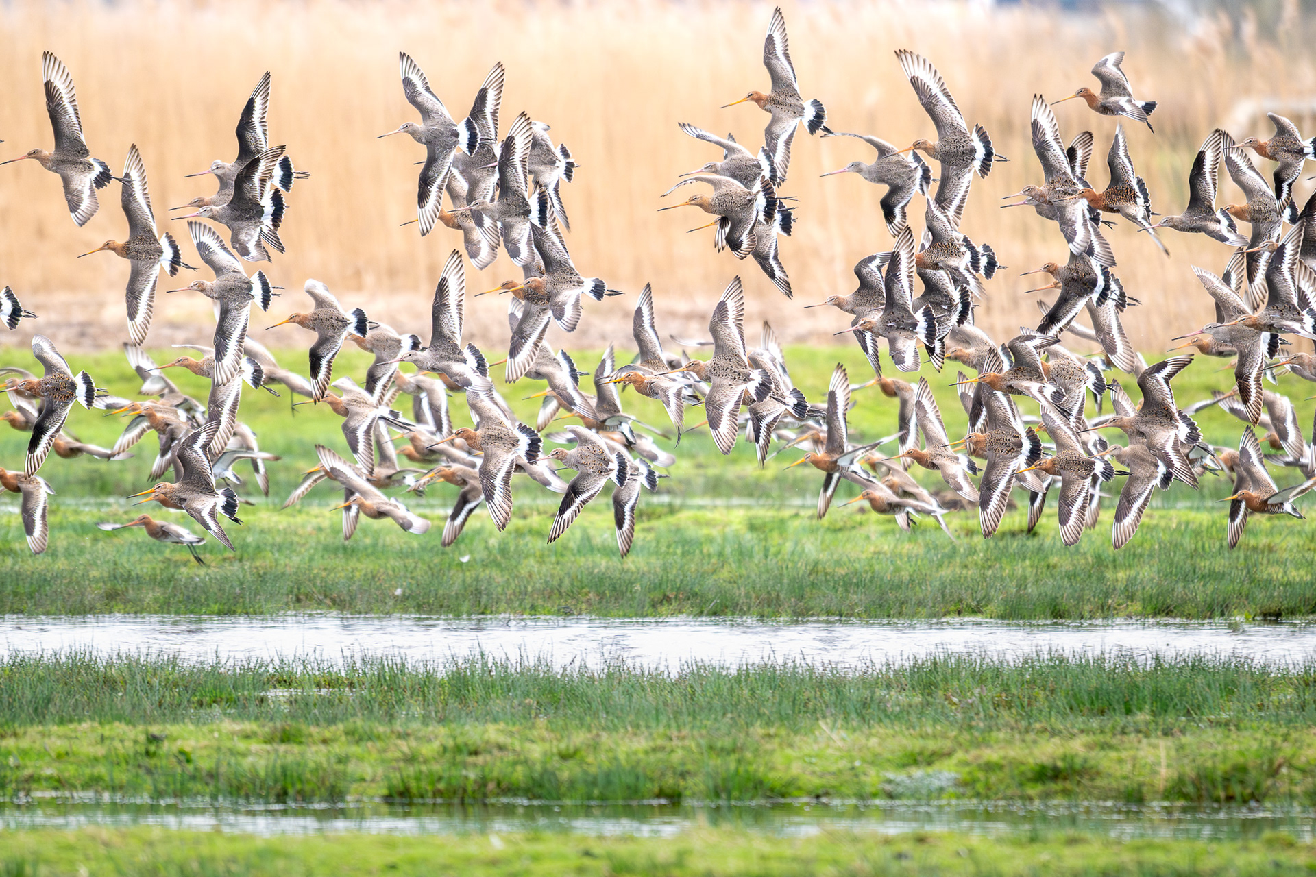 gevaar, roofvogel in de lucht
