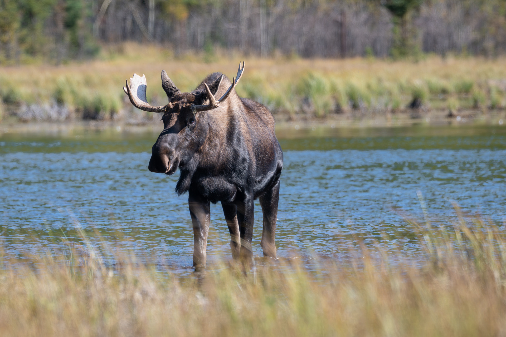 Moose