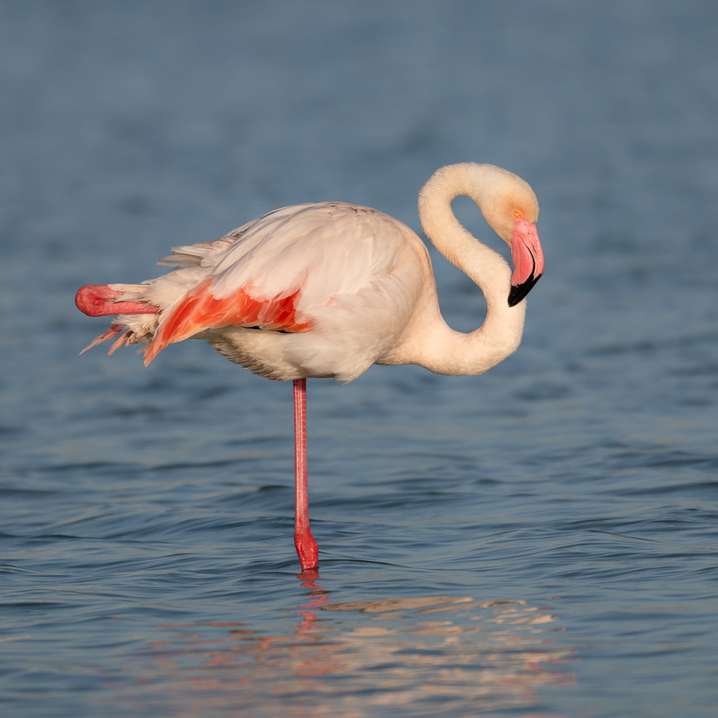 flamingo's in Les Salines