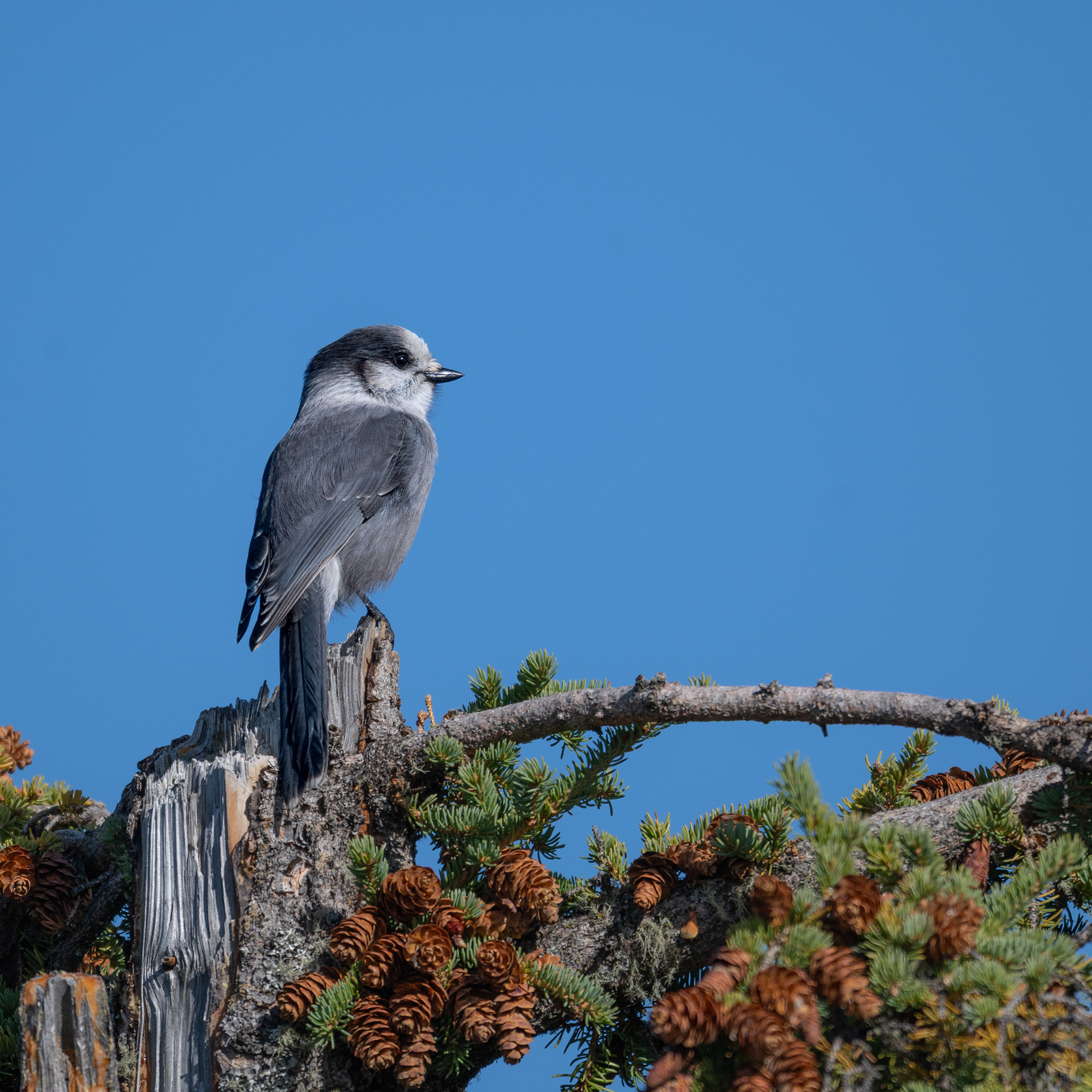 Canada Jay