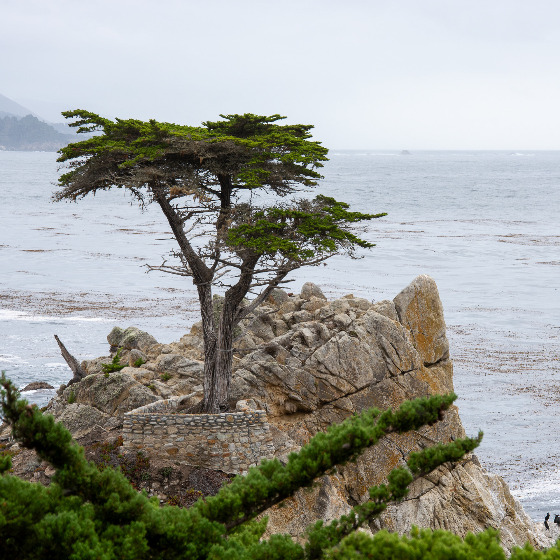 Lonely Tree, kust weg