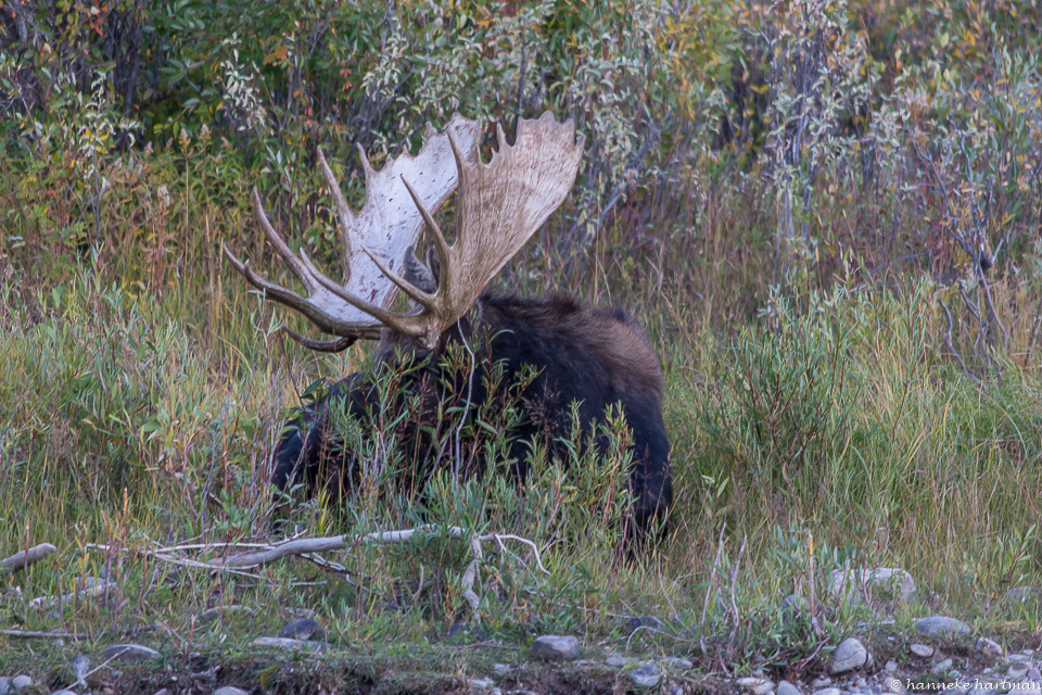 eland