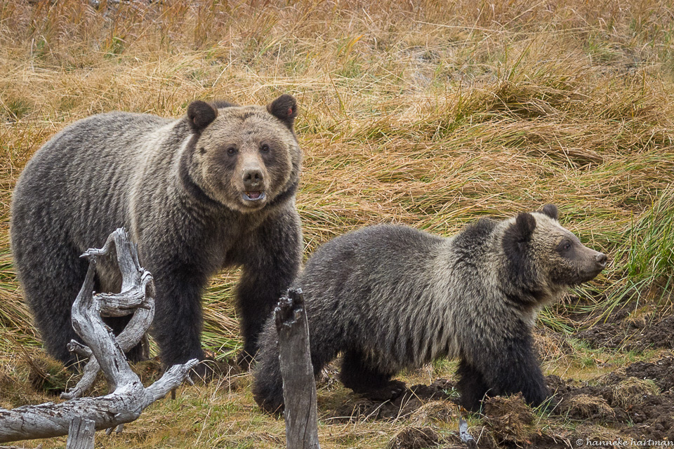 grizzly met jong