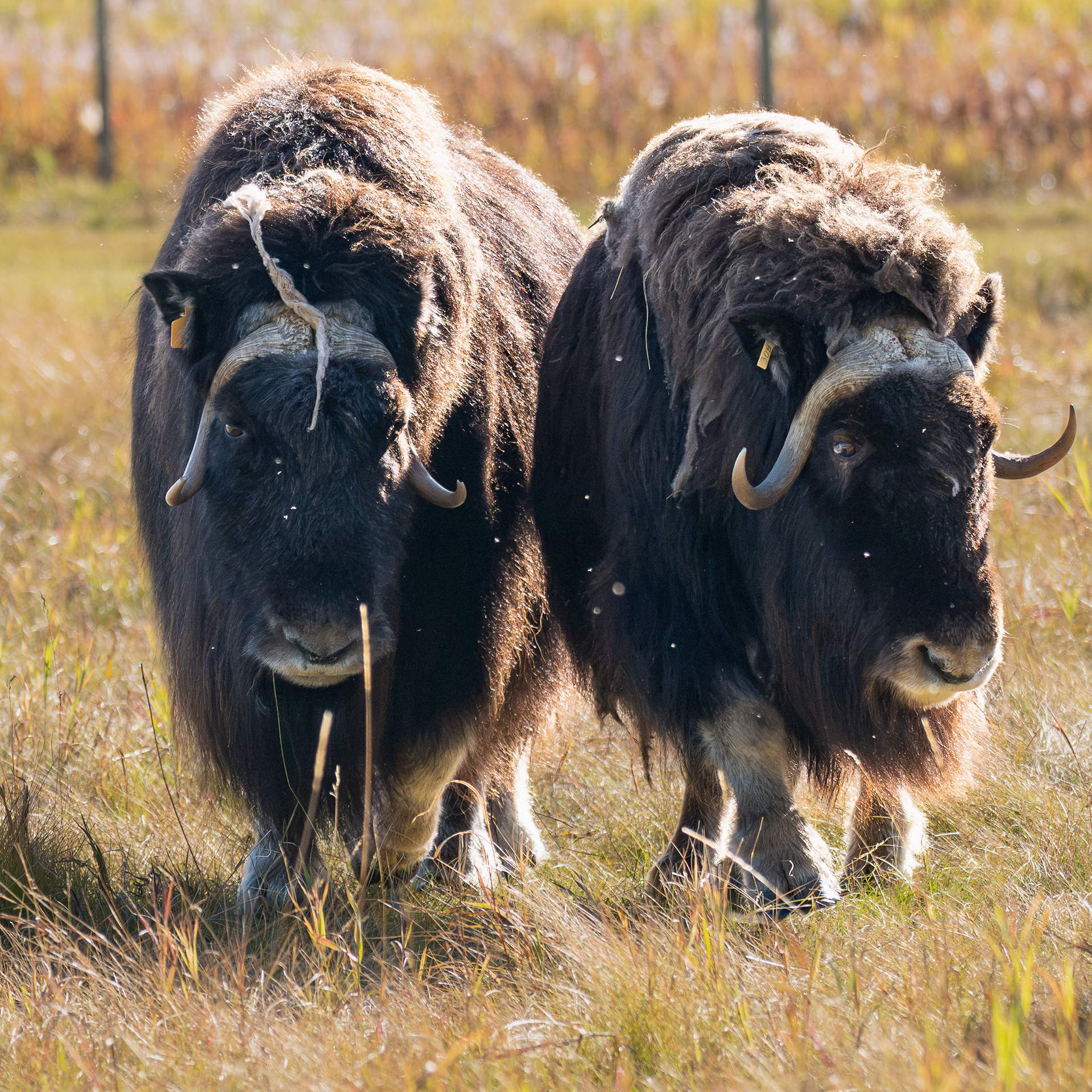 Muskox