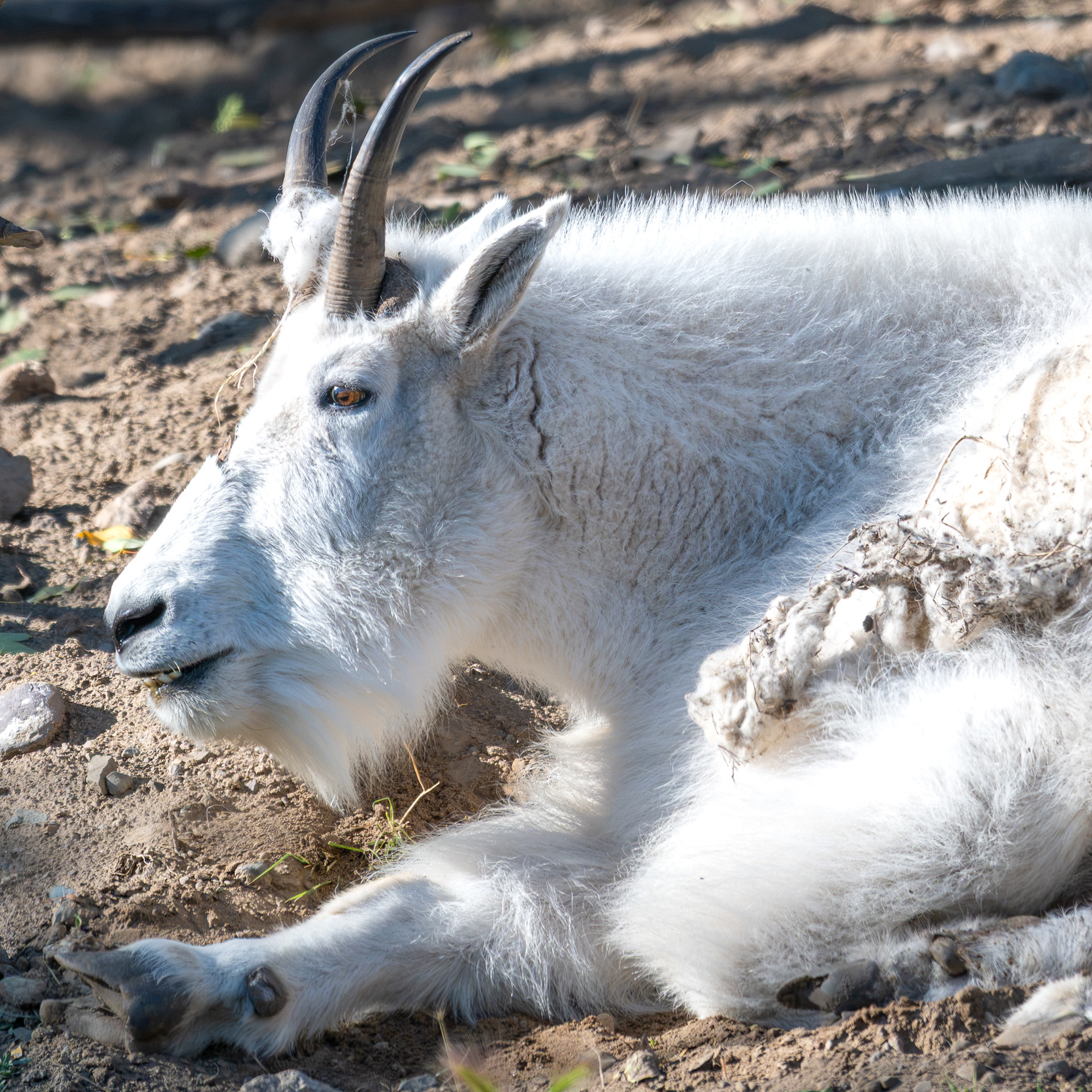 Mountain goat