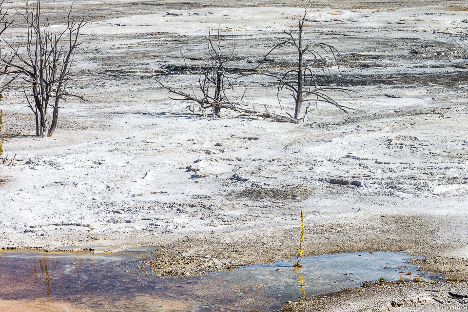 Mammoth Hot Springs