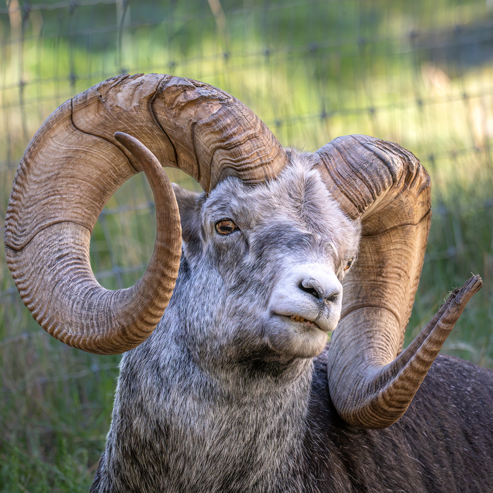 Thinhorn Sheep