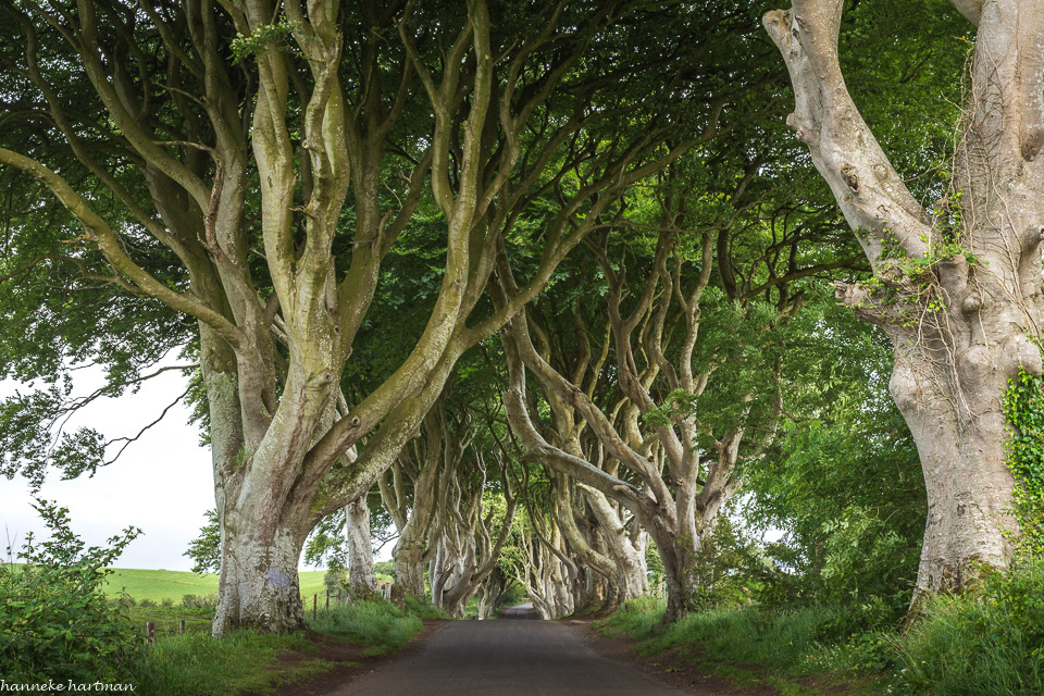 Dark Hedges