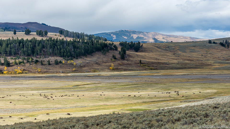Lamar Valley