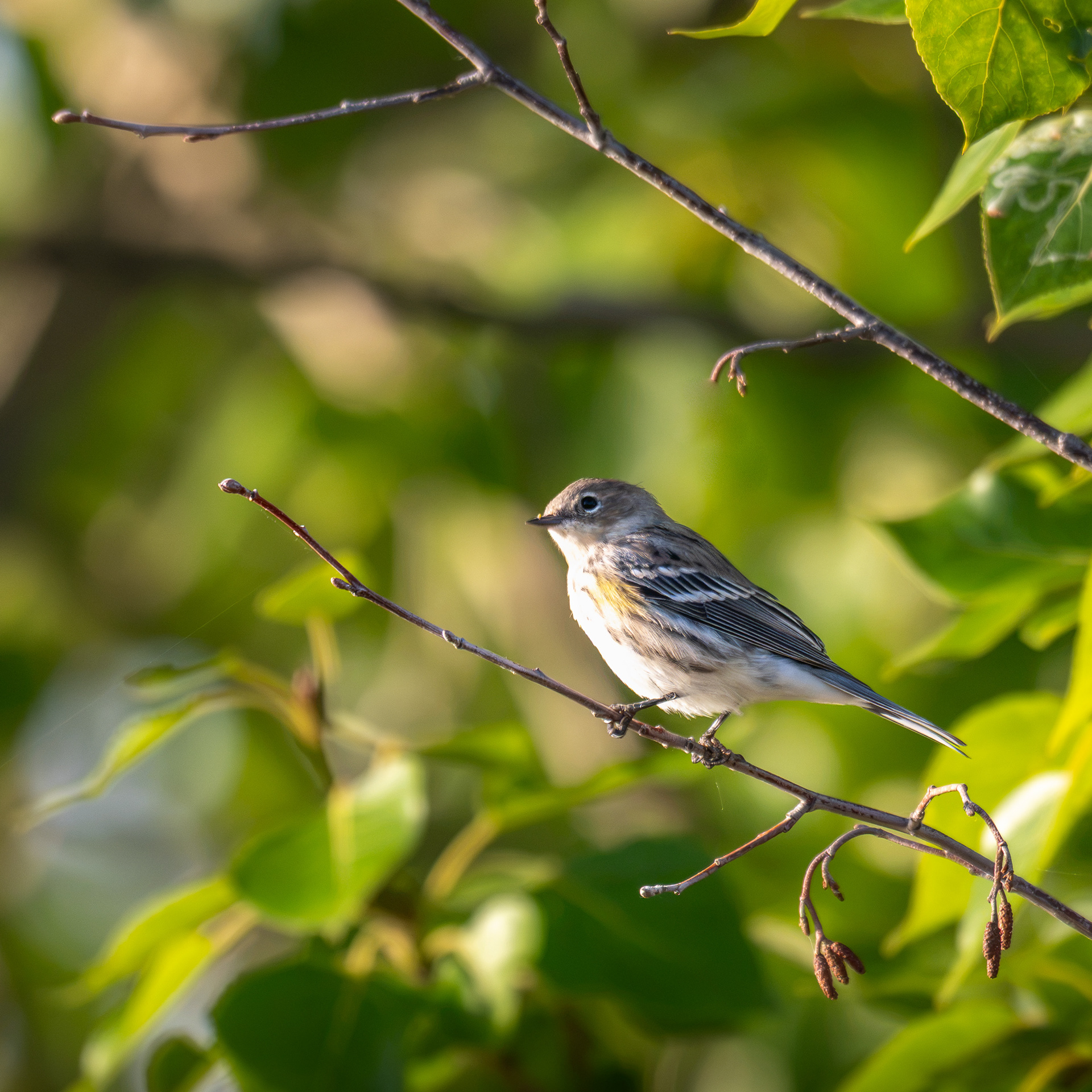 Yellow-rumped warbler