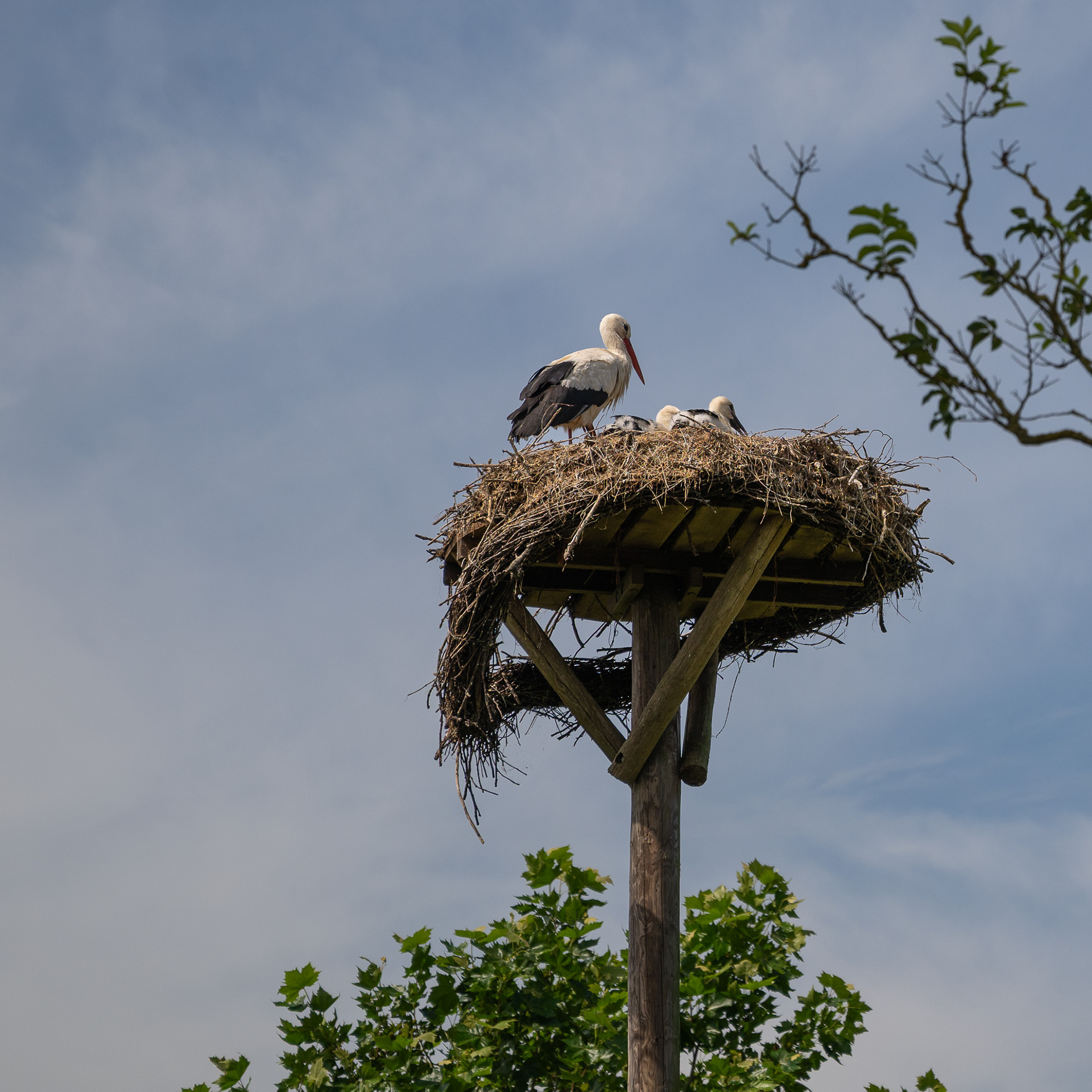 ooievaarsnest in Brabant