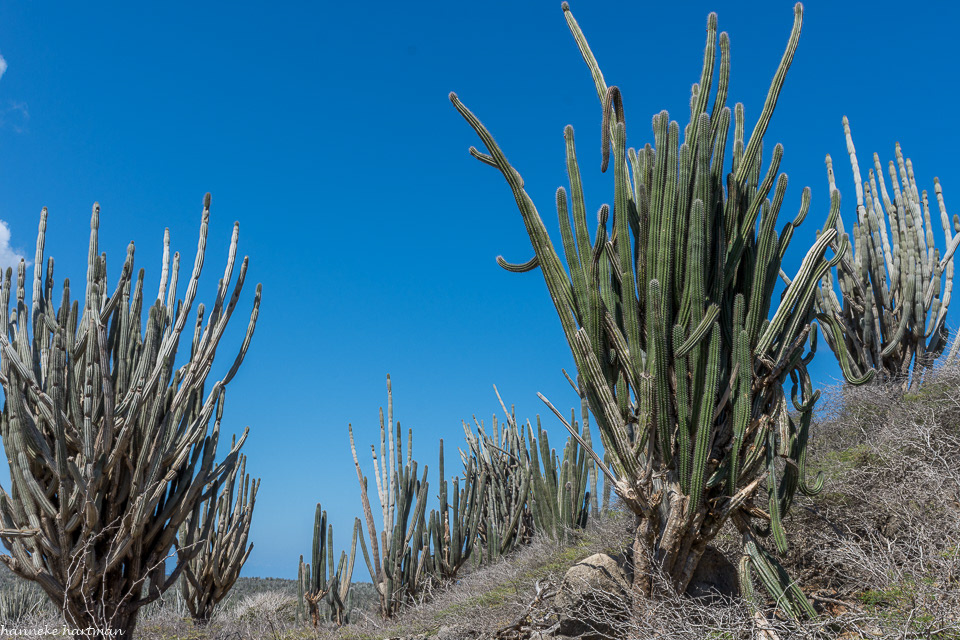 Washington Slagbaai National Park