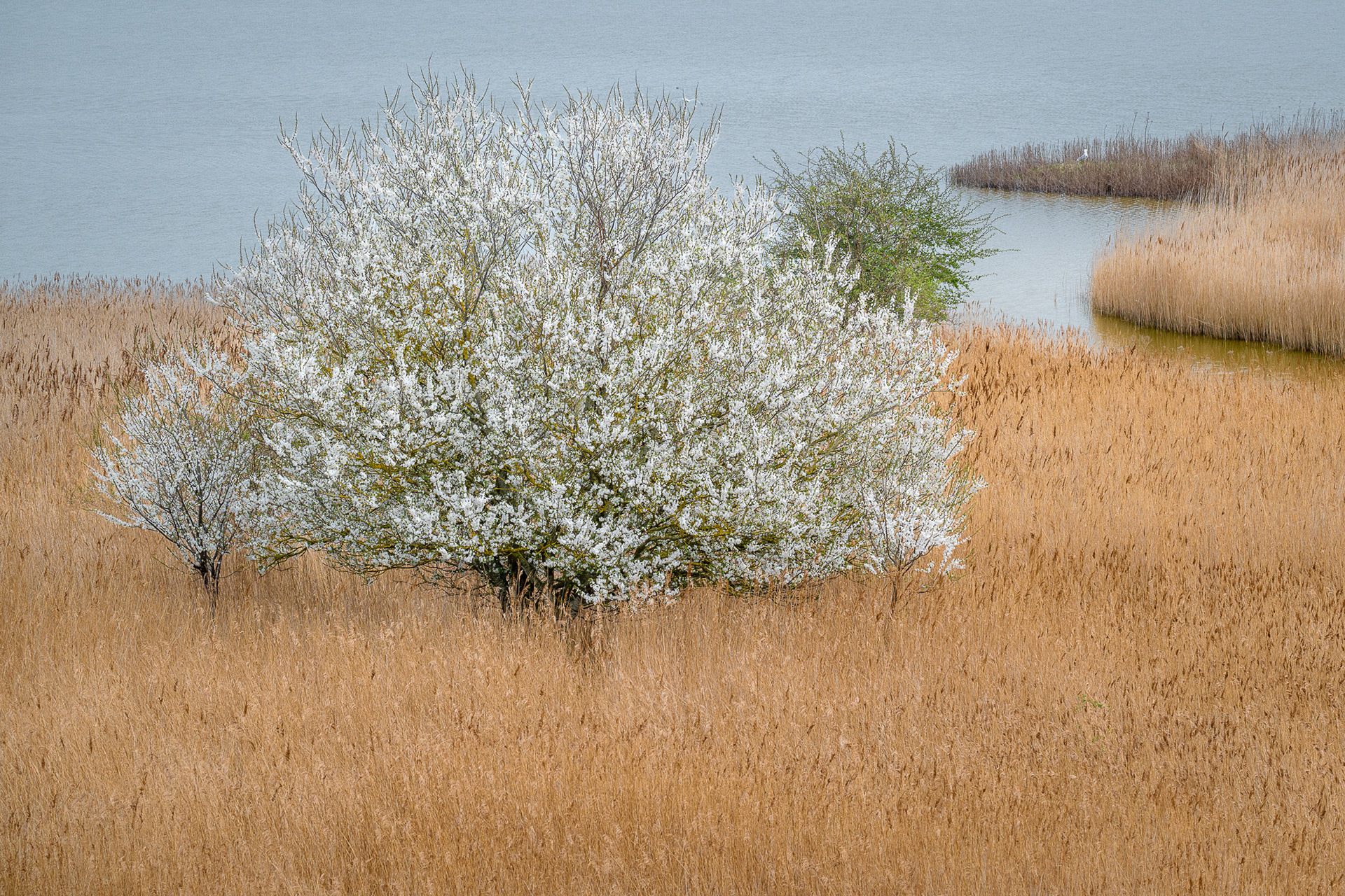 Gyldensteen Strand - Langø Mølle