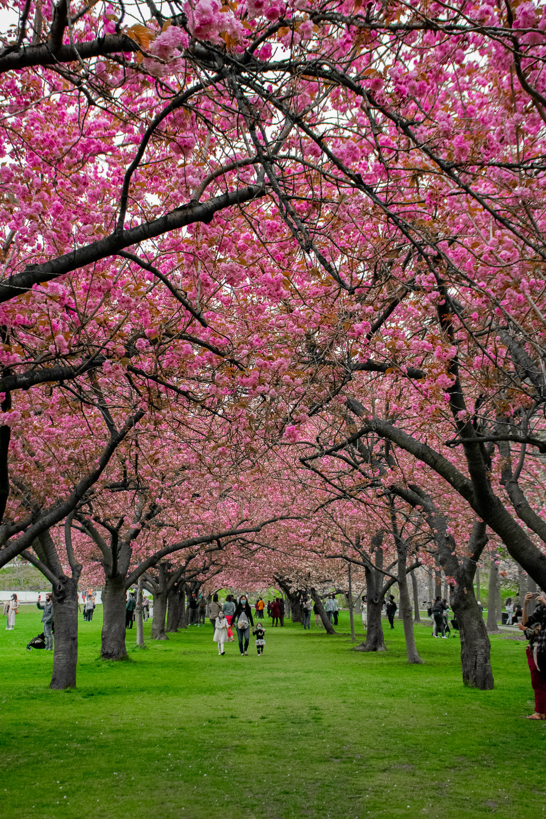 Brooklyn Botanical Gardens