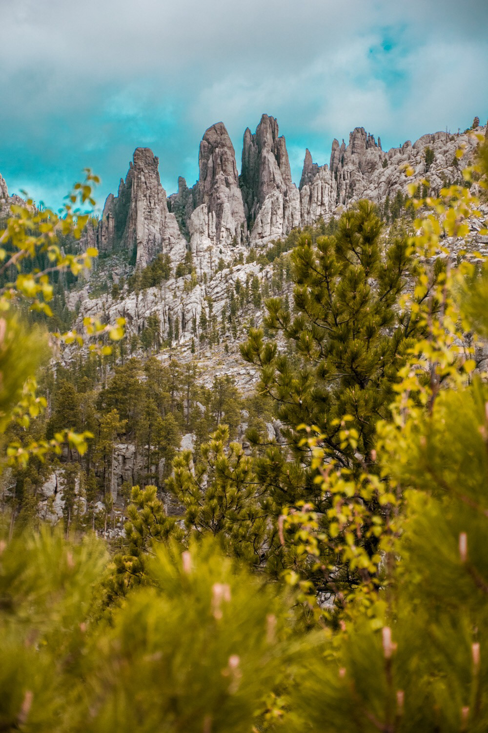 Custer State Park, South Dakota